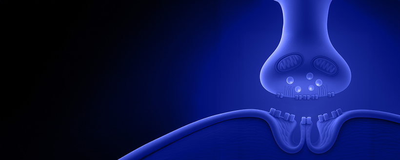 Neuromuscular Junction (NMJ) Ai version_REFLEX_Banner.png