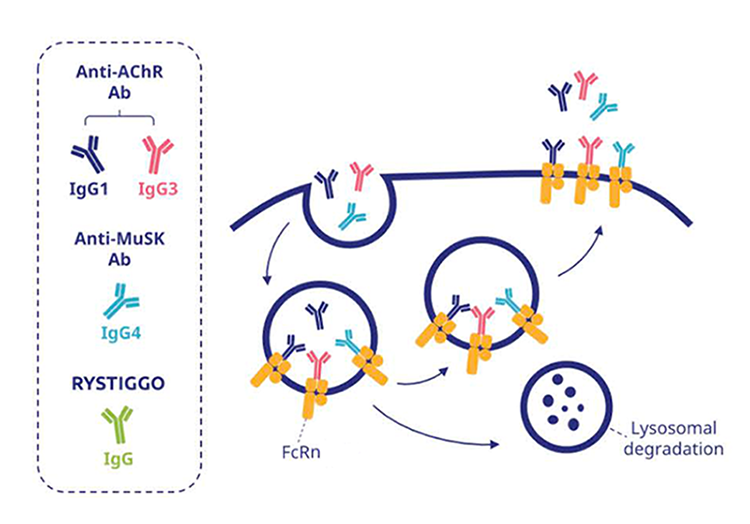 Rystiggo MoA_gMG pathophysiology.